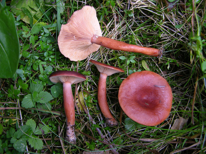 Lactarius badiosanguineus